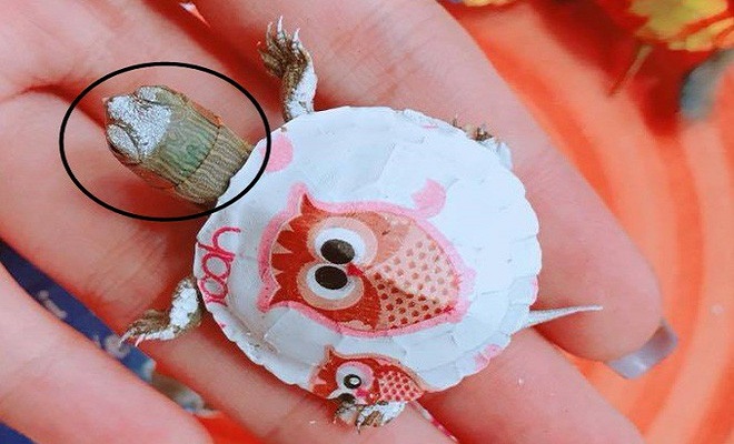Rùa mini có hình dáng giống rùa tai đỏ