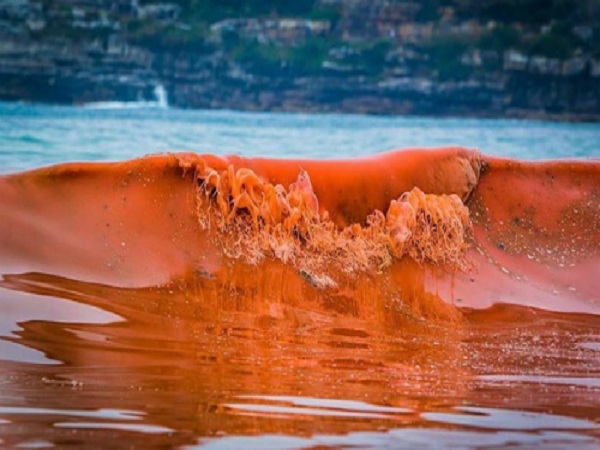 hiện tượng thủy triều đỏ
