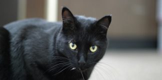 Nằm mơ thấy mèo đen là điềm báo gì?