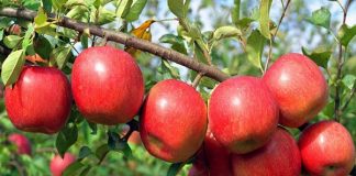 Tác dụng của táo đối với sức khỏe của bạn
