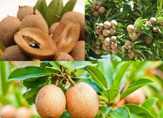 Giải mã giấc mơ - Mơ thấy quả hồng xiêm đánh số gì?