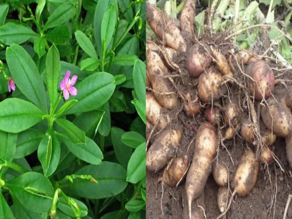 Giá trị dinh dưỡng của củ sâm đất