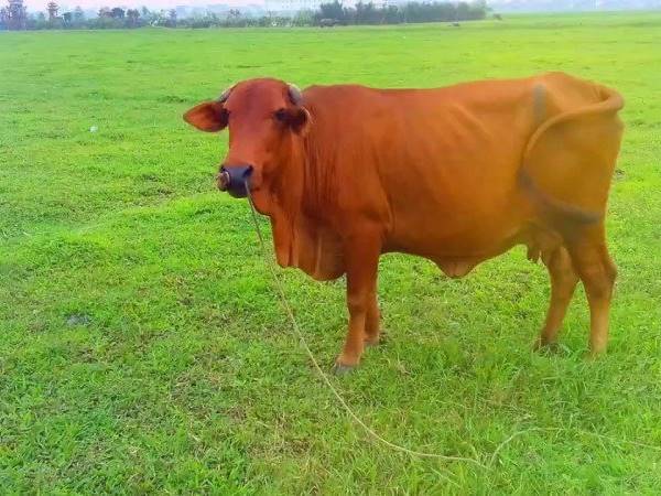 Mơ thấy bò có ý nghĩa gì?