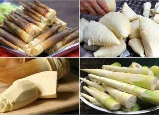 Mơ thấy cây măng điềm báo gì đánh số nào?