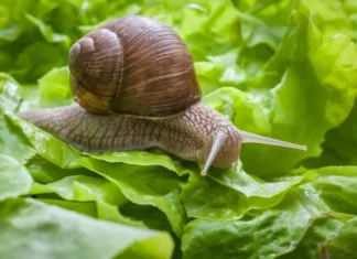 Mơ thấy ốc điềm báo lành hay dữ có số nào may mắn?