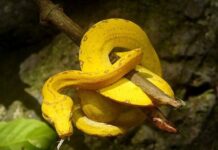 Nằm mơ thấy rắn vàng là điềm gì mà khiến ai cũng tò mò